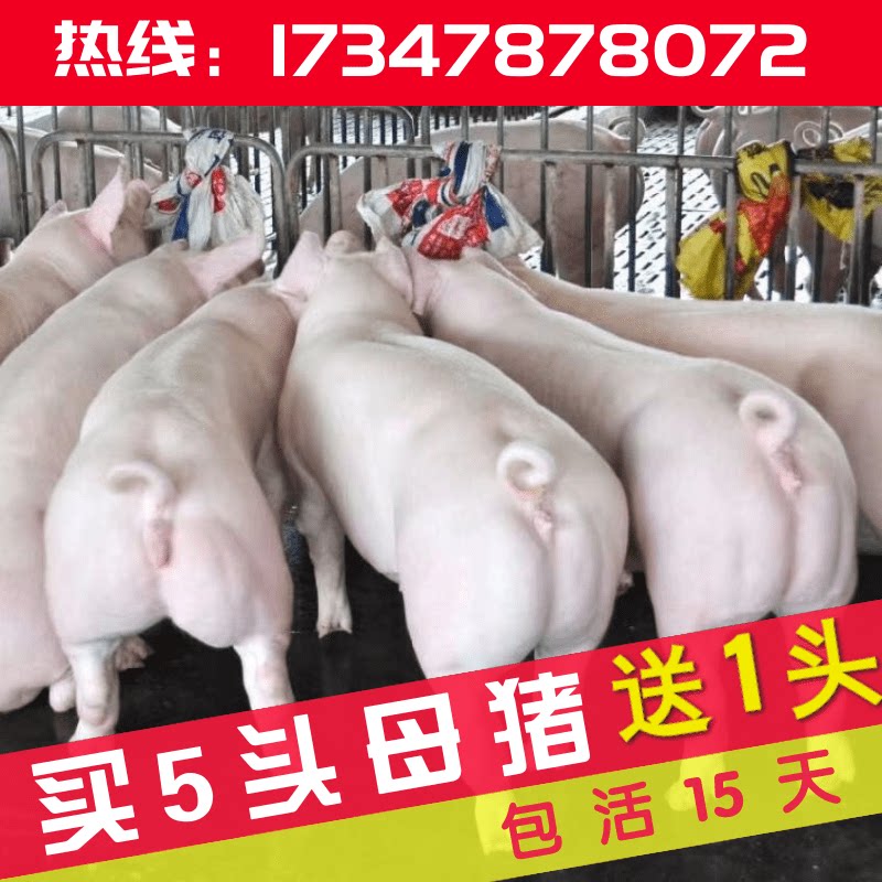 云贵川种猪场