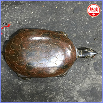 Antique Antique Play Old Jade Xiuyu Handle Pieces High Ancient Jade Warring States Old Ornament Study Four Treasures Turtle Inkstone