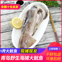 Big Squid Whole Squid Fresh Barbecue Free shipping frozen seafood Aquatic 500g Qingdao wild iron plate squid