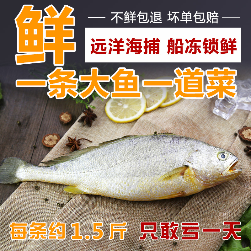 Yellow croaker yellow fish fresh frozen rhubarb fish fresh frozen seafood aquatic products live 1 5 pounds