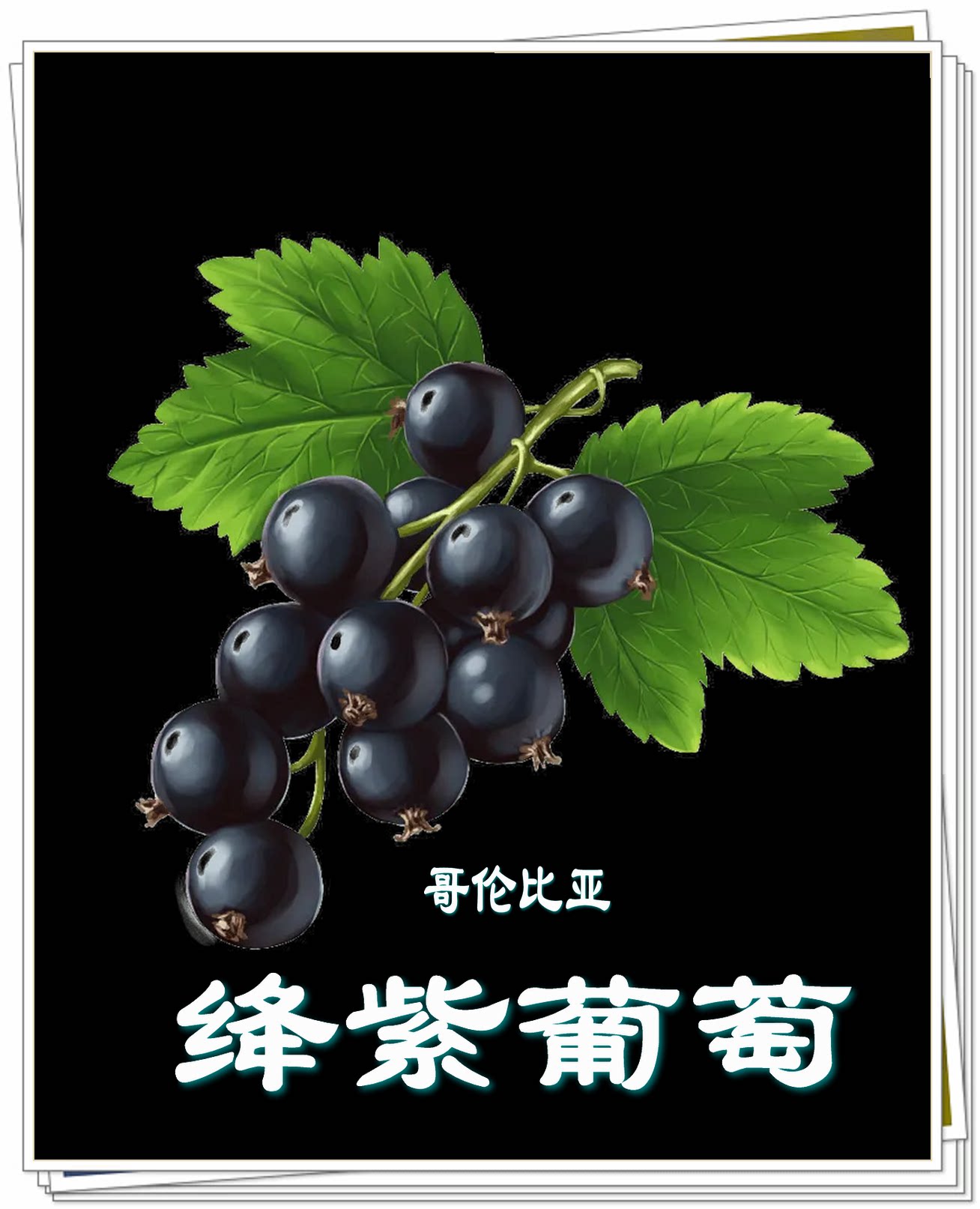 2022 New Production Season Coffee Green Beans Colombia, South America Specially Processed Crimson Grape Green Coffee Beans