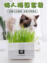 Cat grass hydroponic cat grass seed potted soil-free planting set wheat grass seed catnip lazy man