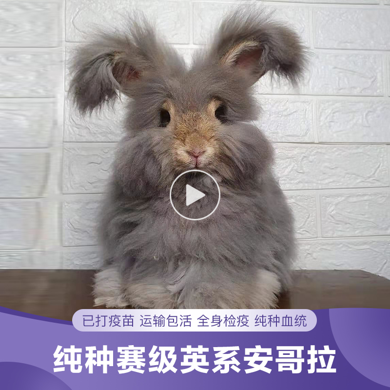 Angora Giant Rabbit Pet Rabbit Live Net Red White Rabbit Large Long-haired Rabbit Living Lop Rabbit Young Rabbit Princess Rabbit