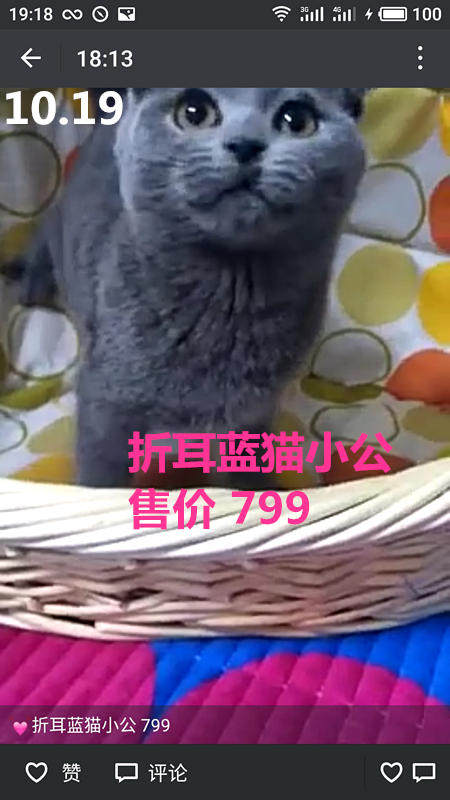 Другие 出售家养可爱粘人其它宠物品种齐全76