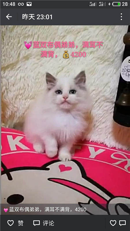 Другие 出售家养可爱粘人其它宠物品种齐全76