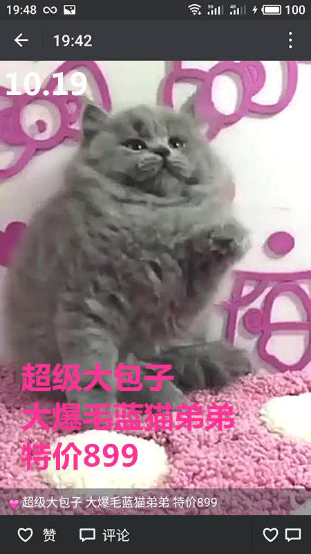 Другие 出售家养可爱粘人其它宠物品种齐全76