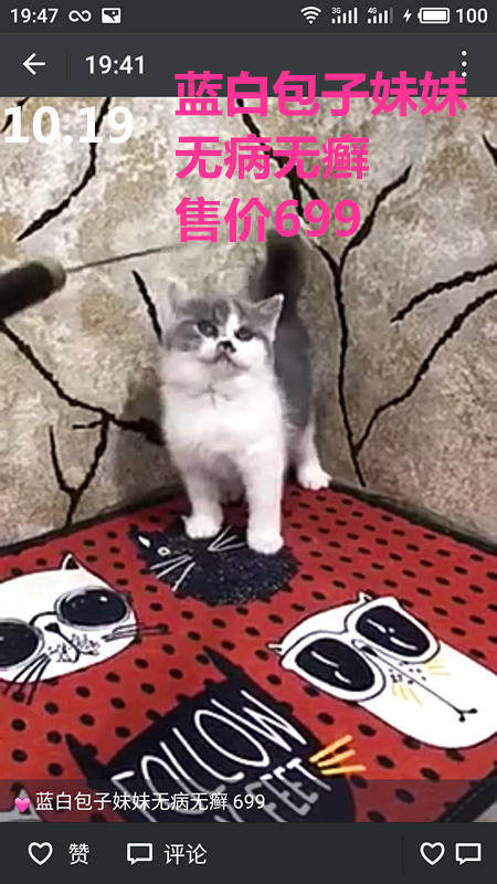 Другие 出售家养可爱粘人其它宠物品种齐全76