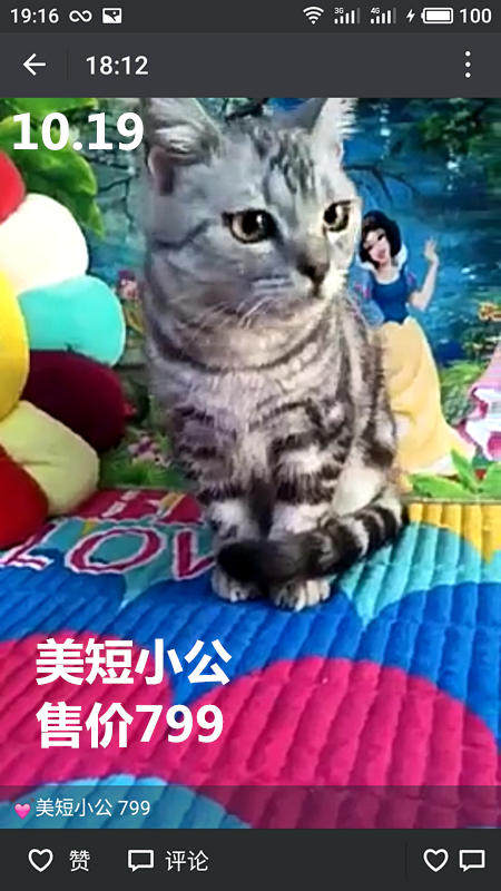 Другие 出售家养可爱粘人其它宠物品种齐全76