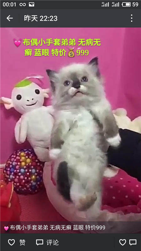 Другие 出售家养可爱粘人其它宠物品种齐全76