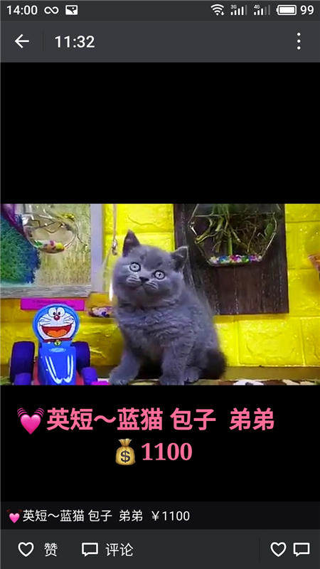 Другие 出售家养可爱粘人其它宠物品种齐全76