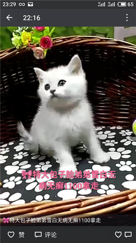 Другие 出售家养可爱粘人其它宠物品种齐全76