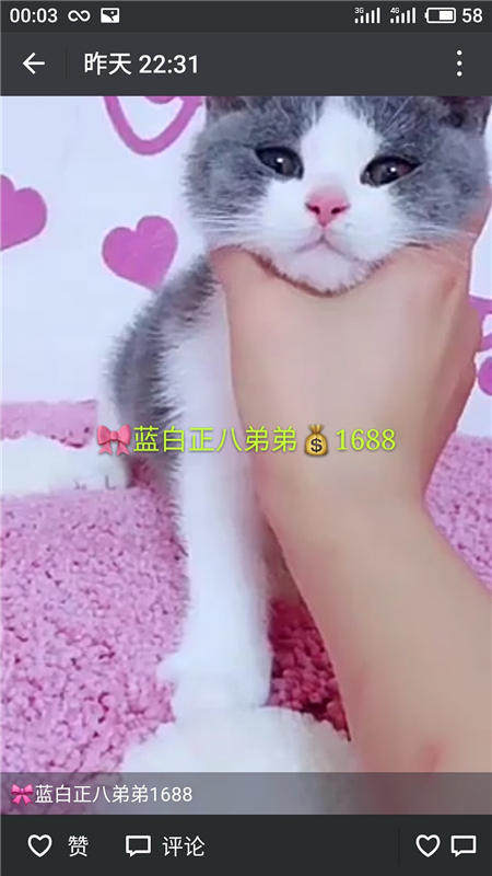 Другие 出售家养可爱粘人其它宠物品种齐全76