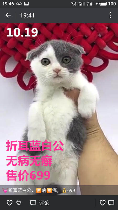 Другие 出售家养可爱粘人其它宠物品种齐全76