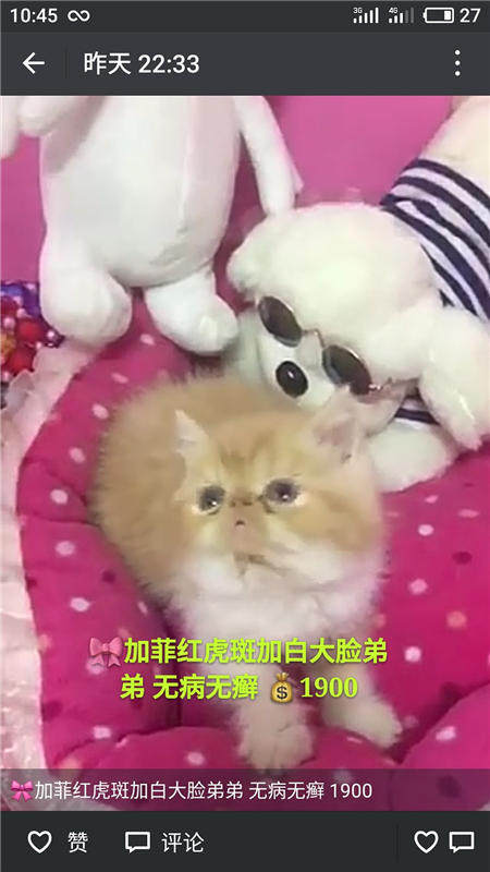 Другие 出售家养可爱粘人其它宠物品种齐全76