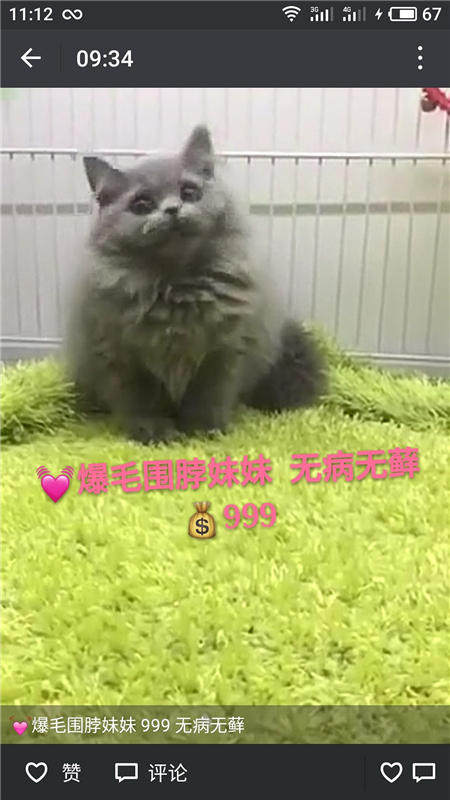 Другие 出售家养可爱粘人其它宠物品种齐全76