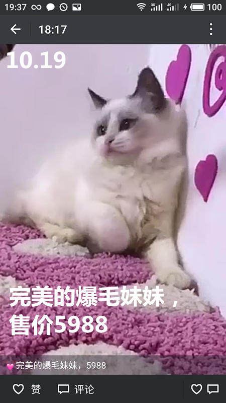 Другие 出售家养可爱粘人其它宠物品种齐全76