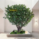 Simulated tea tree green plant fake tree bonsai