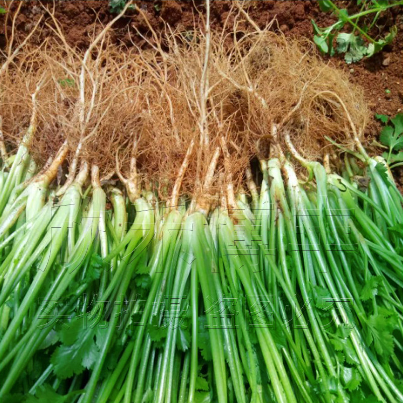 三星AI眼镜新突破！戴上它，未来就在眼前？?