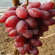 New varieties of grape saplings early-maturing sweet grape saplings Queen of Seven grape saplings garden potted fruit trees