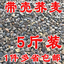 Buckwheat with Shell buckwheat pigeon ornamental pigeon Parrot bird eating hamster ChinChin grain a piece of five catties