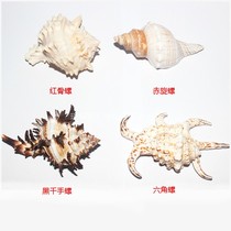 Natural conch shells fish tanks landscaping home furnishings decorations various categories of conch Sanya tourist souvenirs