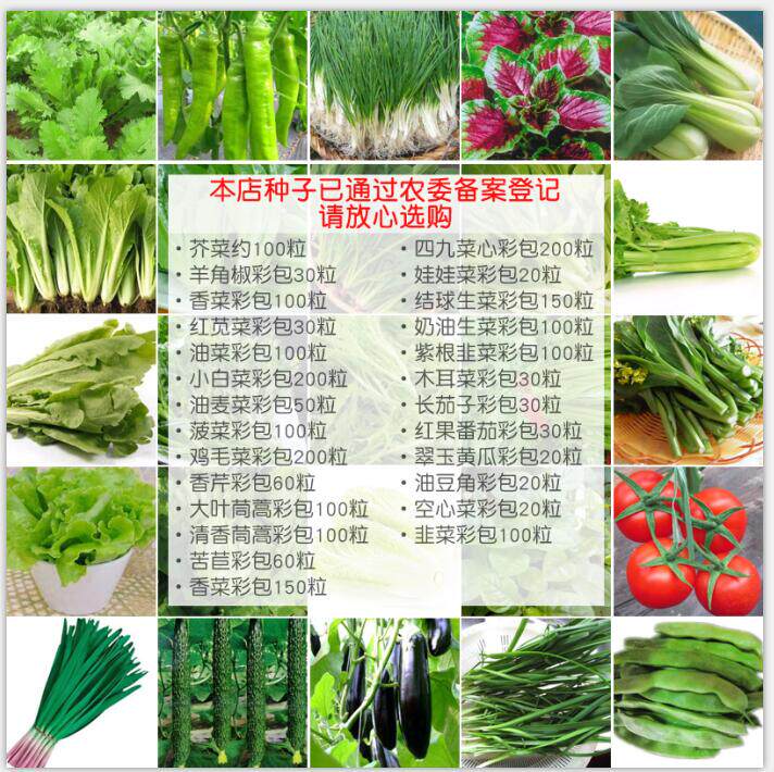 Vegetable seeds sown in four seasons Chives, coriander, lettuce, rapeseed, leeks, spinach, chicken feathers, chrysanthemum, cabbage seeds are easy to seed