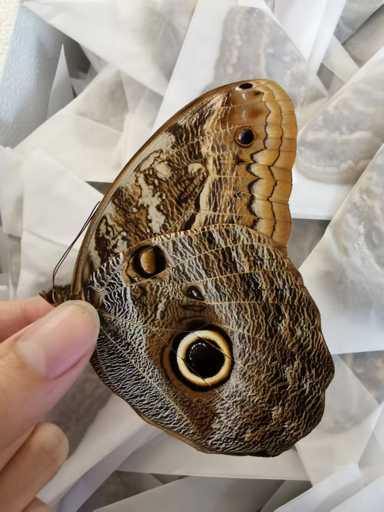 1079/☆昆虫標本 29頭 蝶