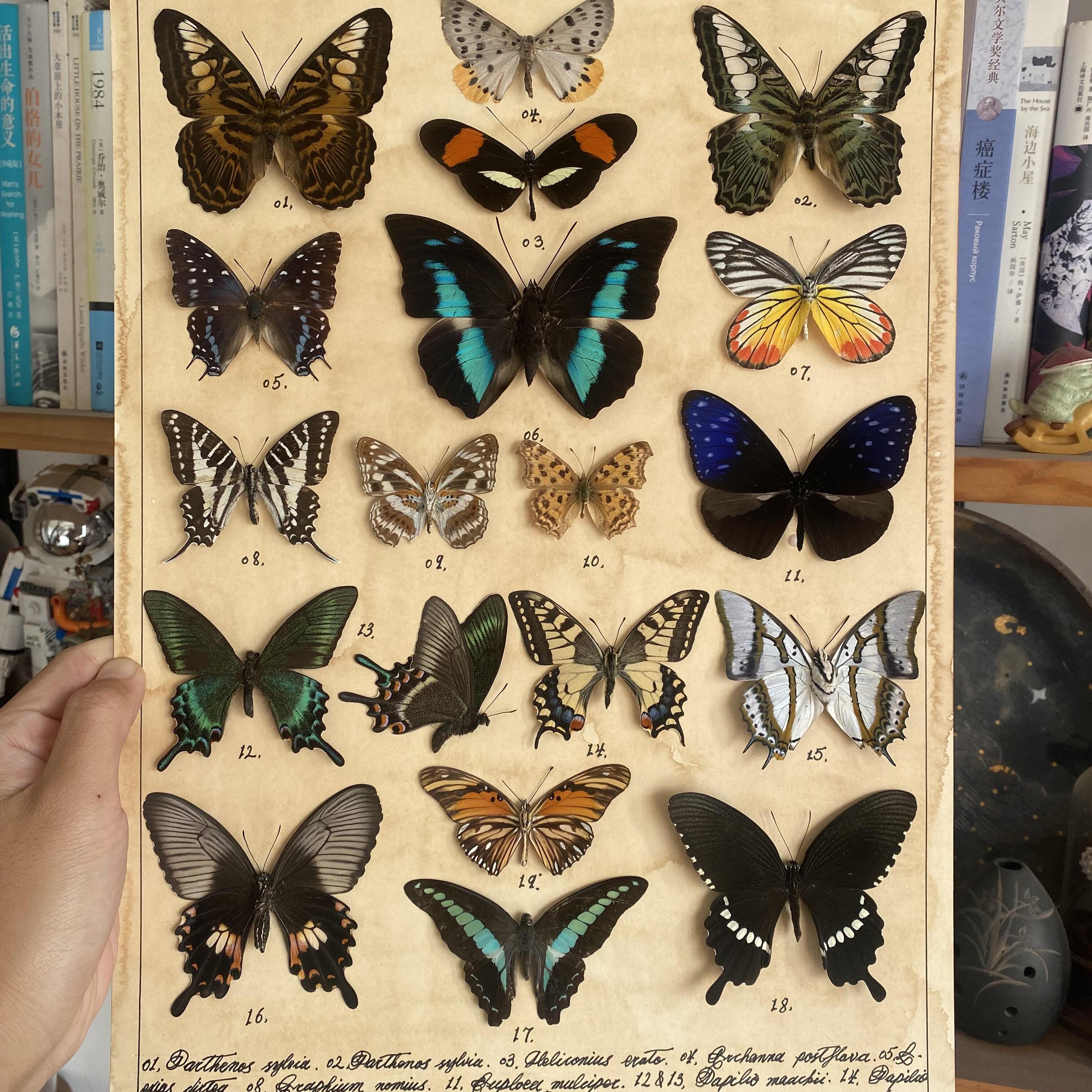 コエポン❗蝶標本‼️ 蝶の標本