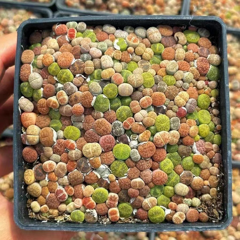 Landscaping with Large Plants, Foreign Stone Plants, Gardening, Stress-Relief Pots, Real Succulents, Jade Fairy Ball, Not Artificial Landscaping with Large Plants, Foreign Stone Plants, Gardening, Stress-Relief Pots, Real Succulents, Jade Fairy Ball, Not Artificial