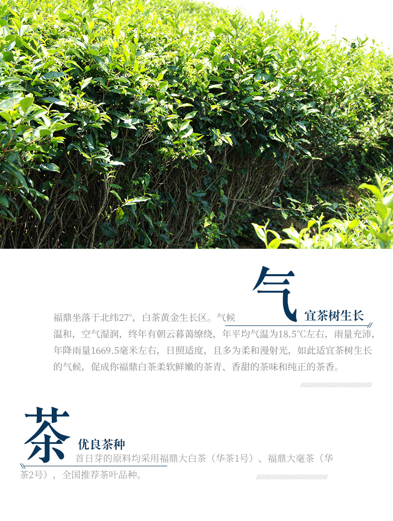 馥益堂 太姥神韵 白牡丹 福鼎白茶 300g 礼盒装 图5