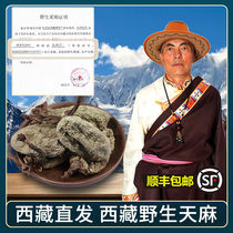 Tibet Straight Hair Tibet Wild Gastrodin 250g Tgrade Linzhi Non Zhaotong Plateau Plateau Gastrodia Elata Can Be Milled