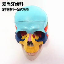 Dental dental materials colored head model dentures human head model teaching accessories