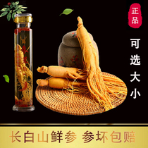 Jilin fresh-keeping wild ginseng pruning extra wine traditional Chinese medicine nourishing Northeast specialty Changbai Mountain wild fresh ginseng