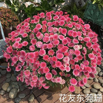 Margaret flower seeds potted Candy Ma daisy flower seed flowering machine easy to burst pot flower good to raise