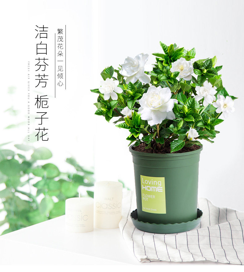 Gardenia_02.jpg