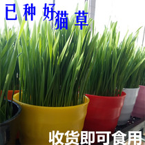 Grass yi zhong so pots out-of-the-box pot kittens-ball sheet soil not Card Kitty treats all cats love of grass