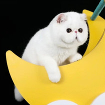 Garfield Cubs cats live pet cats live cute small exotic shorthair cat purebred