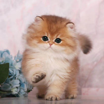 Puppet cat kitten pet cat live cute small English short blue cat cub purebred Garfield