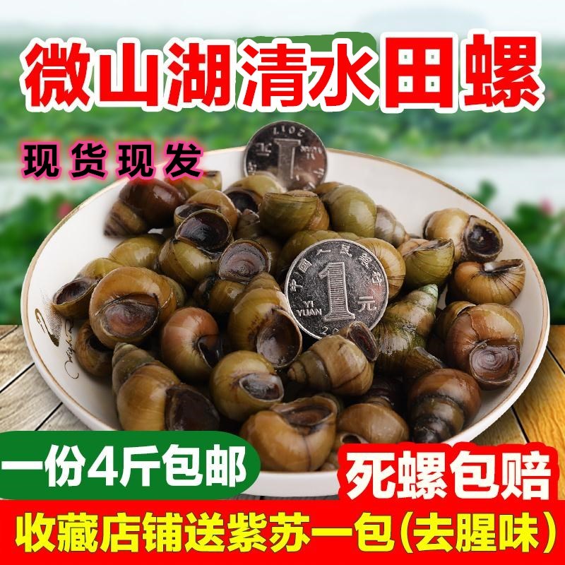 Weishan Lake wild clear water snail live live 1 piece 4 pounds package live stone snail mud snail screw meat snail