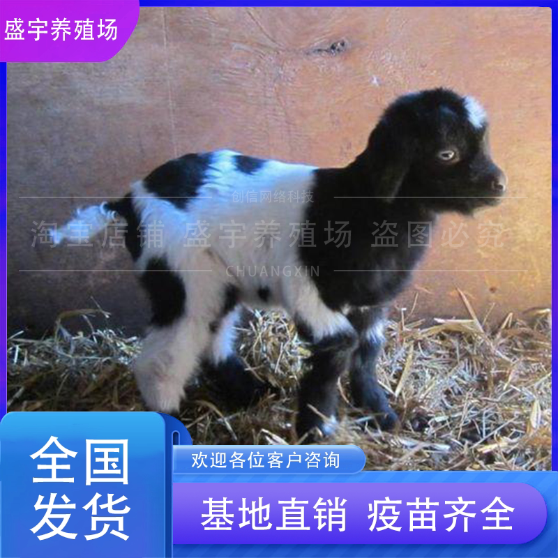迷你羊小羊羔能当宠物吗?真实饲养指南+避坑提醒-畜牧-淘宝百科网