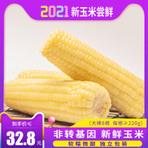 Xirui vacuum white waxy corn cob 8 sweet waxy sticky non-GMO corn Fresh waxy corn Northeast sticky corn