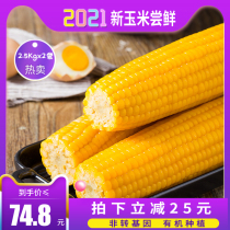 Xirui Northeast Organic Yellow glutinous corn 20 non-GMO vacuum sweet sticky fresh heated ready-to-eat whole grains