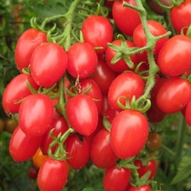 Millennium cherry small tomato seeds Balcony potted four seasons fruit tomato seeds Virgin fruit Tomato seedling seeds