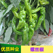 Screw pepper pepper seeds Screw pepper pepper fried meat special potted balcony four seasons high-yield vegetable seeds