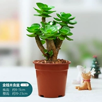 1 года, 10-12см