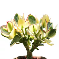 Yushu Golden Flower и Moon Brocade 2-летний ворс высотой около 6 см (пластиковый горшок)