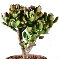 Куст Цзи Хунхуа Юэлао, высотой около 8-12 см (подходит для посадки в фарфоровые горшки, керамические горшки)