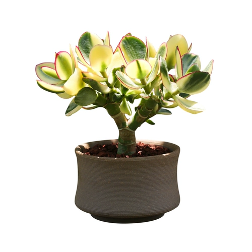 Синьхуа Юэдзин горшечный крыльцо Poch Pilean Yushu Yushu Успешное растение Золотая цветочная луна растение Трехновое большое лист Yushujin