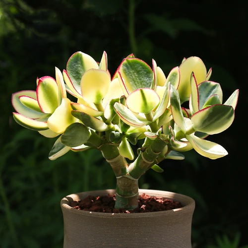 Синьхуа Юэдзин горшечный крыльцо Poch Pilean Yushu Yushu Успешное растение Золотая цветочная луна растение Трехновое большое лист Yushujin