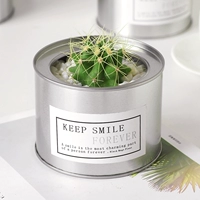 Crown Dragon -Silver Tibet [Crown 4-5 см]